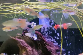 鱼缸出水口怎么才能增氧图片
