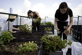 深圳人把菜园子搬上楼顶！每人租1㎡田，果蔬不断图片