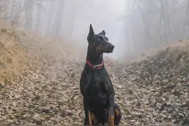 杜宾犬尿道滴血，是哪种原因造成的？该怎么解决呢？图片