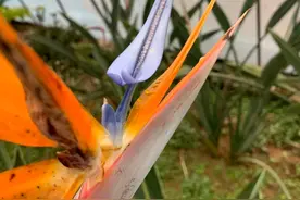 网红吹嘘的鹤望兰，买的人都后悔了，叶子软榻，很难养好！图片