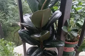 “家有5种树，不富也旺家”，阳台养2盆镇宅，沾土就生根，好养图片