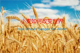 作为三大粮食作物之一的小麦，它是如何改变世界的？图片