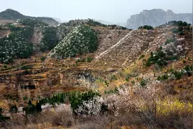 马鞍垴，山桃花满山绽放，一幅五彩斑斓的美丽画卷图片