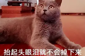 法律咨询：为买房签订装修服务合同，现在我后悔了，但是违约金太多，想少赔点该怎么办？图片
