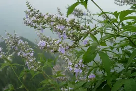 农村随处可见的黄荆树，除了当柴火，还有8大妙用，很多人不知道图片