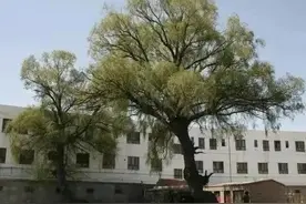 乔木，能不能种植在沙漠上？孙国友种杨树，真的错了吗？图片