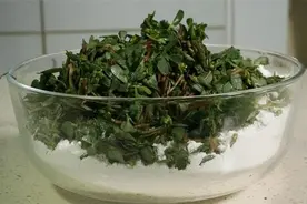 马齿苋这样吃特别养生，比泡水喝功效还明显，药用价值太大了图片
