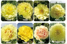 国外引进牡丹芍药组间杂种大全（46图） | 品种图片