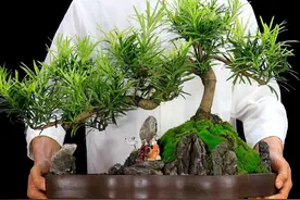 路边发现4种“种子”，记得带回家，找个盆种上，3个月长成小盆栽图片