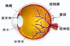 【知识】眼睛里的黄斑到底是什么？如何预防黄斑病变？图片