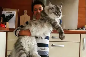 缅因猫因太胖被误当成猞猁，送到动物保护站，网友：生活真好图片
