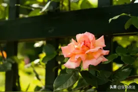 五四诗词丨愿你历尽沧桑不染尘，万里归来仍少年！图片