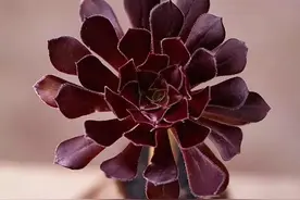 20种多肉法师图片