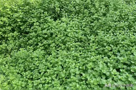 路边的“伸筋草”，密密麻麻一大片，村里老人年年挖，你还不知？图片