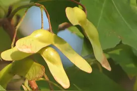元宝枫几年能结果？图片
