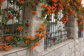 15种最流行的开花藤蔓植物，终极大盘点！种一棵藤，收一园子花图片
