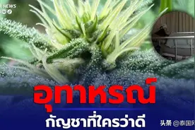 死里逃生！4名泰国人误食“绿叶”酒几近丧命图片