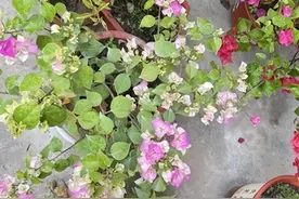 三角梅品种绿叶樱花和口红图片