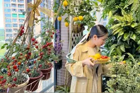 最新“阳台种菜”报告发布：最热销种子是香菜！图片