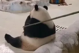 饲养员是打还是拍大熊猫？不能因害怕“负面”就妄下结论图片