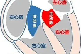 心脏瓣膜的具体位置在哪里？有什么作用和临床意义？图片