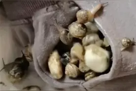 男孩抓蜗牛塞裤兜，睡觉时蜗牛满床爬，网友：这是要挨揍的节奏图片