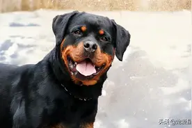 百科 | 罗威纳犬，铁汉柔情的实力派图片