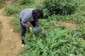 云安白石西瓜上市啦~你尝鲜了吗？图片