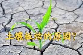 揭秘：“2斤啤酒+5片阿司匹林”根治土壤板结的谬论图片