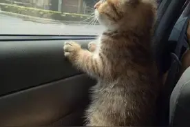 带着折耳猫旅行，猫踩到了主人的手掌，发现它太可爱了就被偷拍了图片