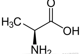 20种常见氨基酸——丙氨酸图片