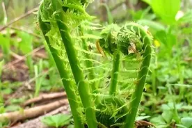 “广东菜”竟然来自东北图片