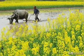 杂感随笔｜淫雨霏霏读春愁（山径文士明）图片