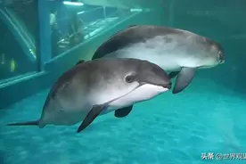 世界十种濒危的海洋生物图片