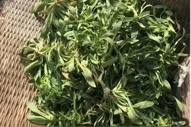 常被认成“面条菜”，实际上是“王不留行”，价值也很高别忽视图片