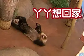 一天吃16小时竹子，为何大熊猫还是胖成球，吃素不是能减肥吗？图片