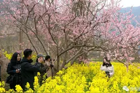 美丽乡村行 | 西和县摄影家协会赴大桥、蒿林春季摄影采风微展图片