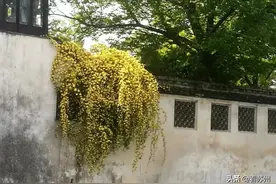 苏州降雨压制柳絮飞舞图片