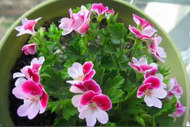 冬天扦插这6种花，易成活，春天就能大量开花，喜欢的可以试试图片