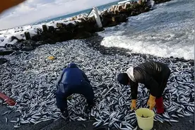 日本海滩闪现大量沙丁鱼，80年来从未见过，究竟预示着什么？图片