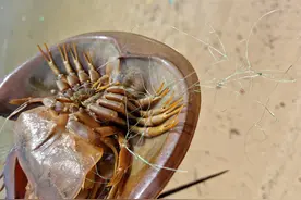 马蹄蟹——我叫中华鲎，二级保护，都别“霍霍”我图片