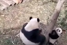 大熊猫宝宝学爬树妈妈神助攻图片