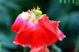 青春的模样图片