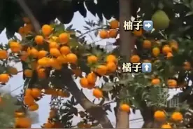 40岁果树结出10多种水果“都是嫁接的 好吃又好看图片