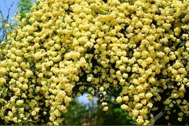 院子养株木香花，花开似海，风景独特，邻居看了都夸赞图片