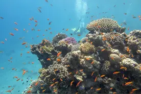 万米之下，那深海到底住着谁？图片