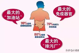 提升免疫力，改善身体伴随问题，需要注意肠道健康图片