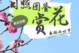 日照春日赏花！看这个攻略！图片