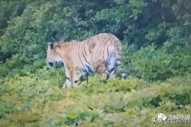 监控记录“虎出没”，警方发出安全提示图片