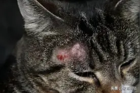 养猫日常.猫癣的预防与治疗（二）图片